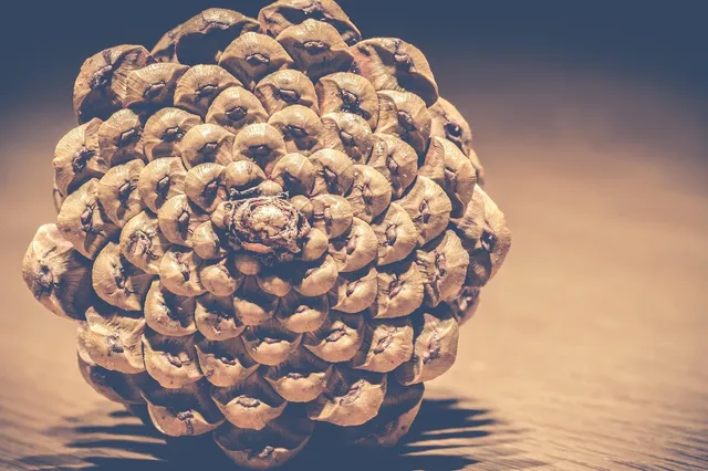 Pinecone Cakes