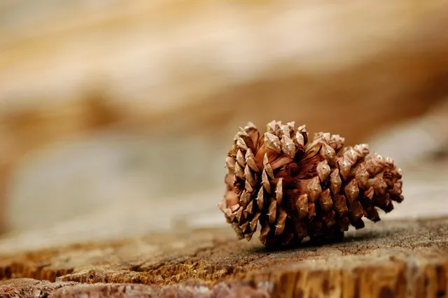 Pinecone Cakes